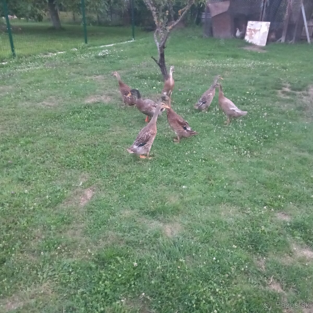 Indický bezec
