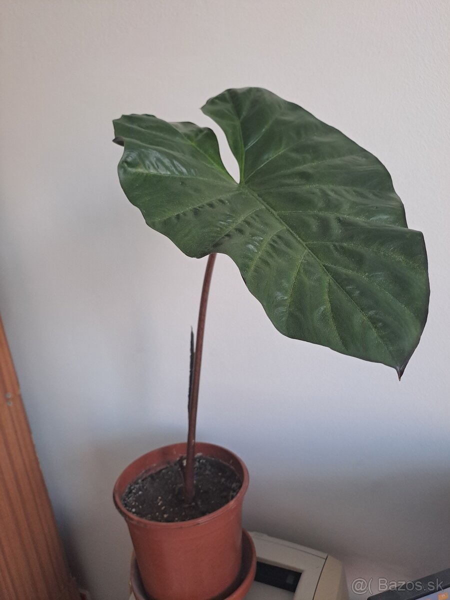 Alocasia Yucatan Princess 60 cm