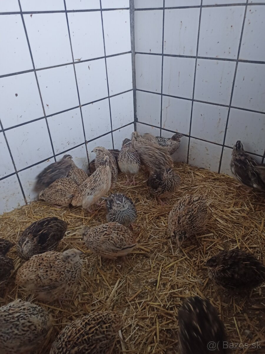 Japonské prepeličky