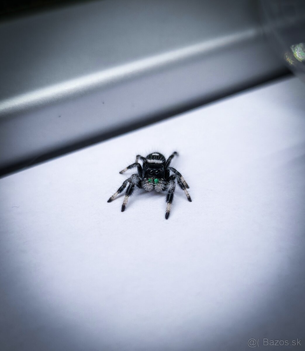 Phidippus regius „Everglades“ (Skákavka kráľovská)