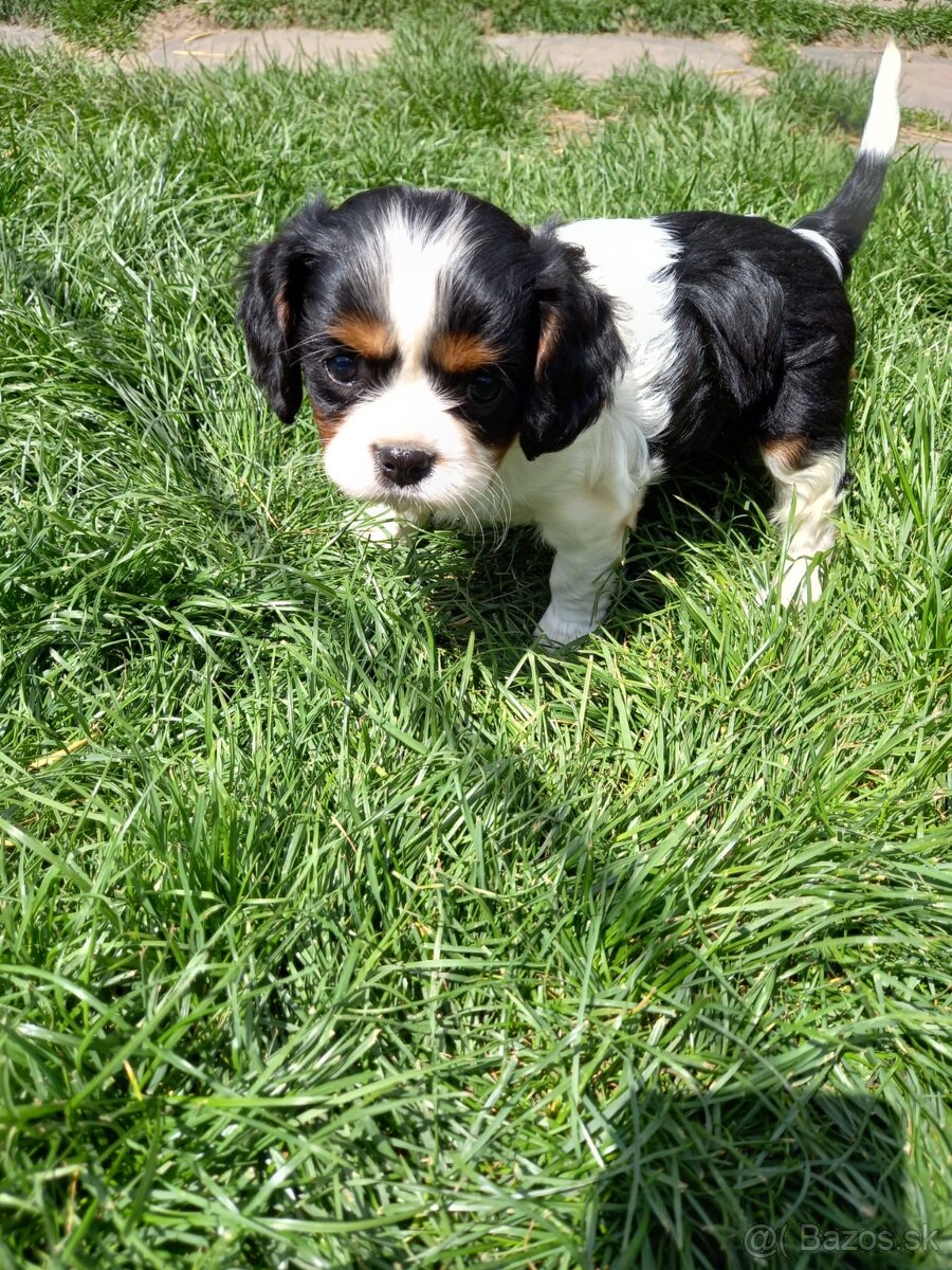 Cavalier king charles španiel