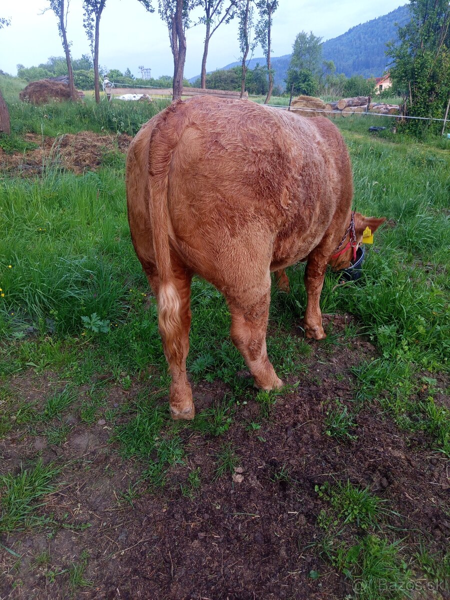 Predám