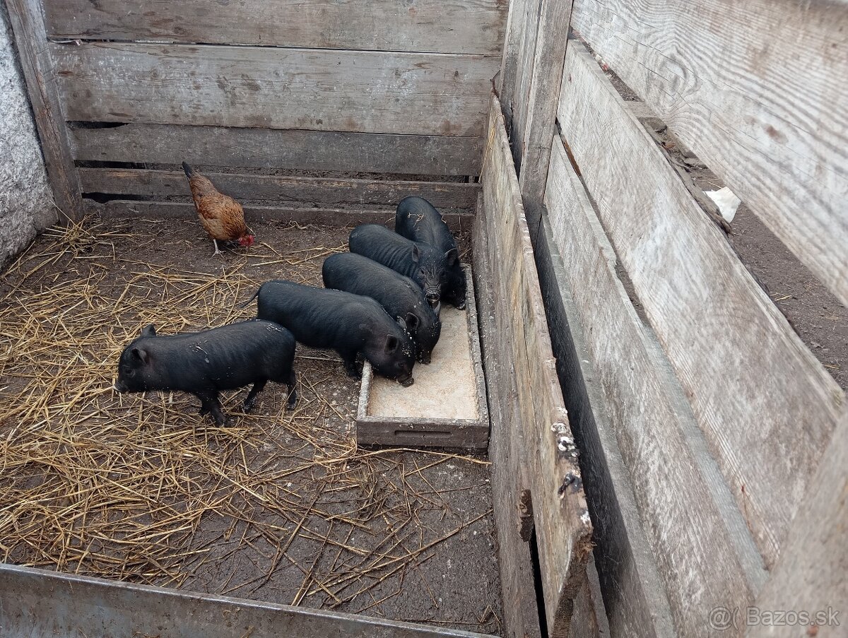 Vitnamské prasiatká