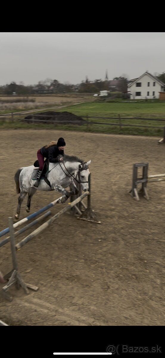 Anglický plnokrvník