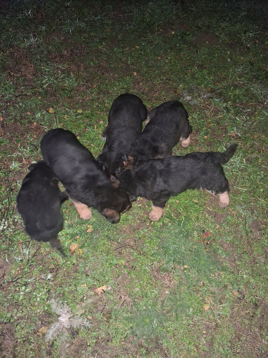 Štenietka nemeckého ovčiaka