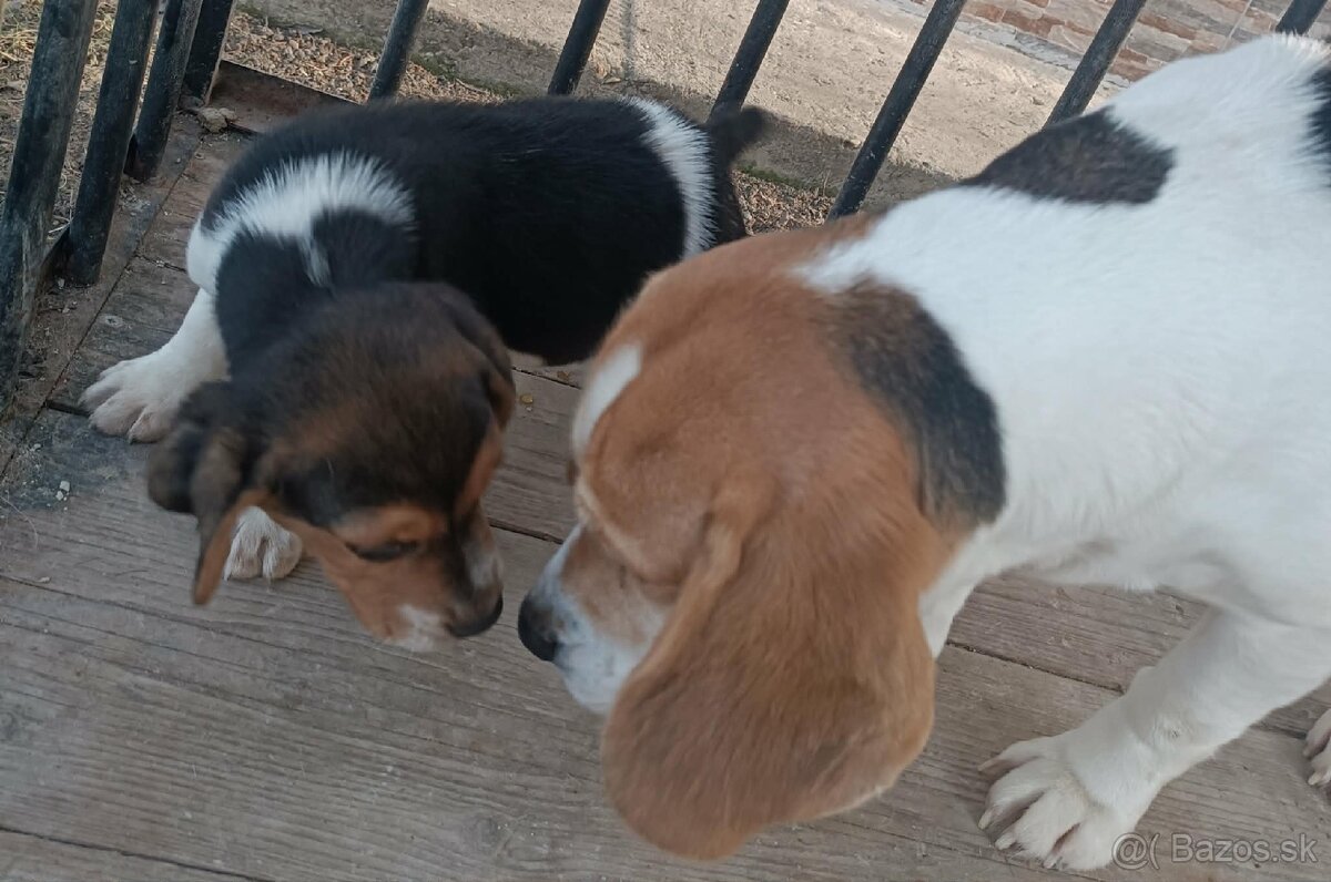 Bigl šteniatko ( psík)