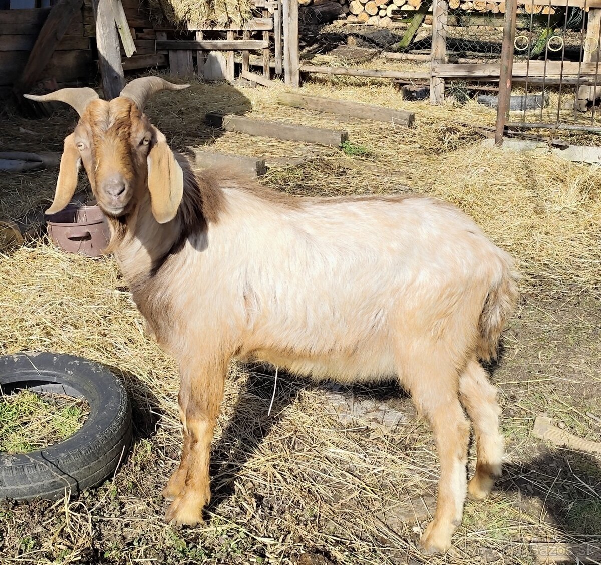 Darujem chovného dvojročného capa