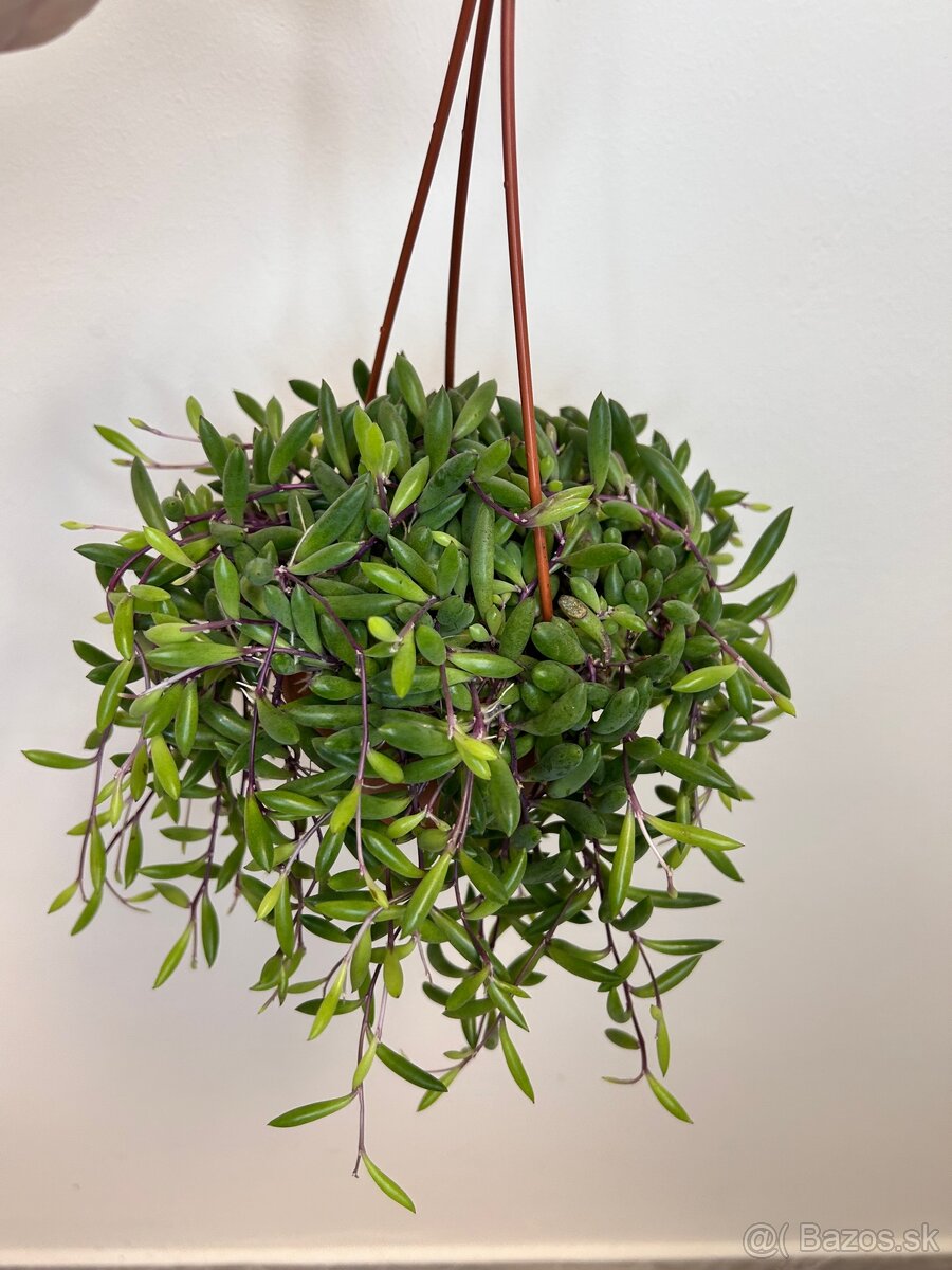 Senecio herreianus ‘Purple Flush