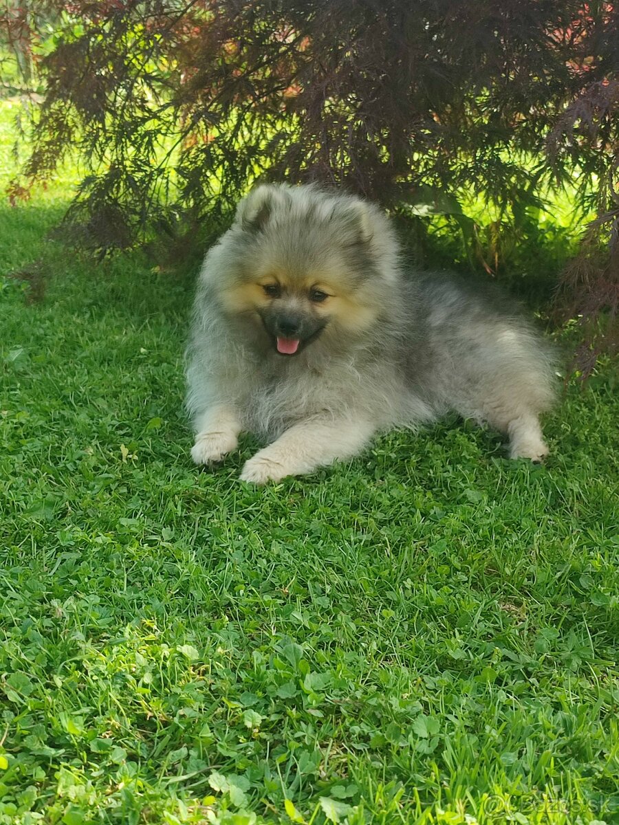 Pomeranian