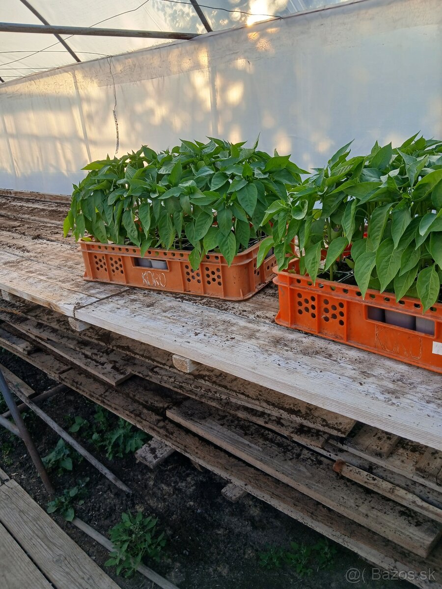 Planty
