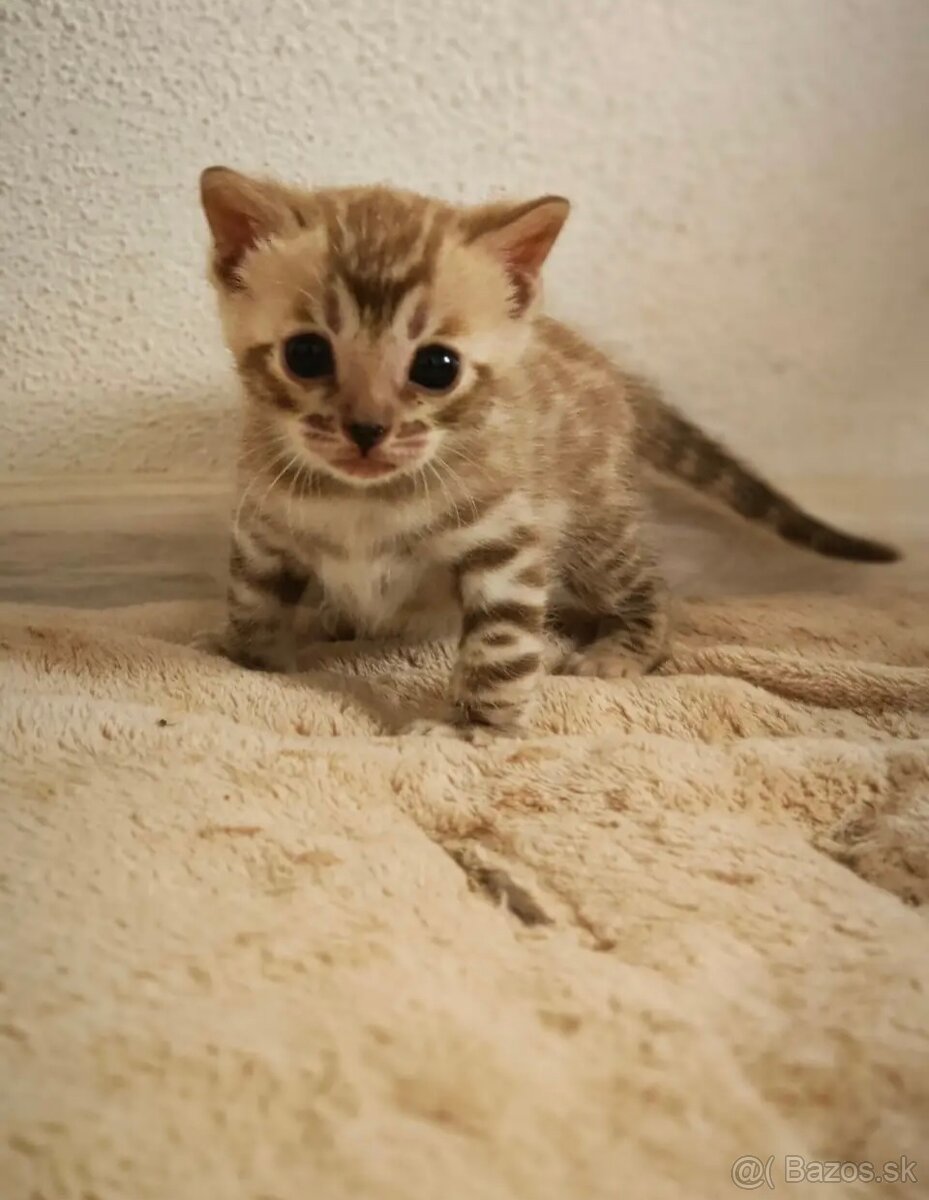 Bengálska Mačka,mačiatko,Bengal