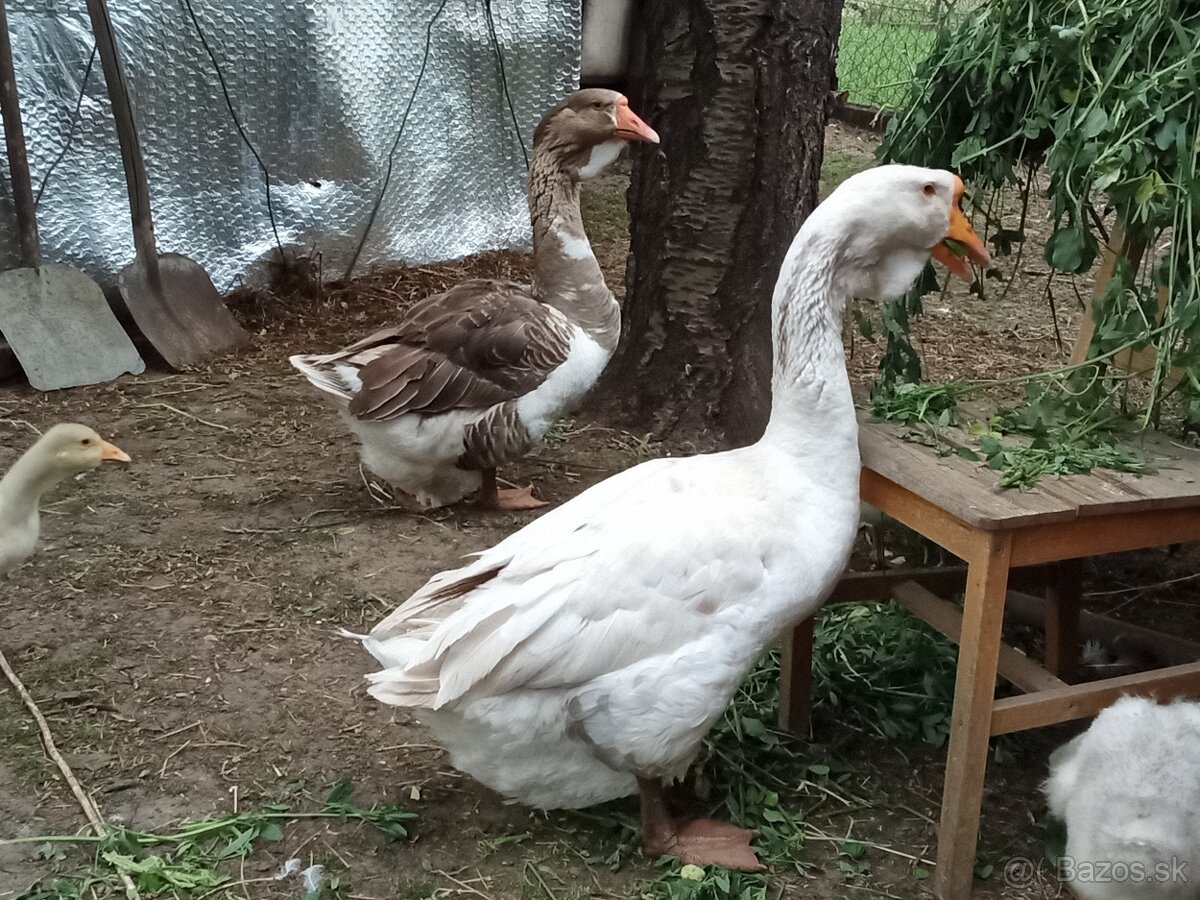 Cholmogor gunár a hus