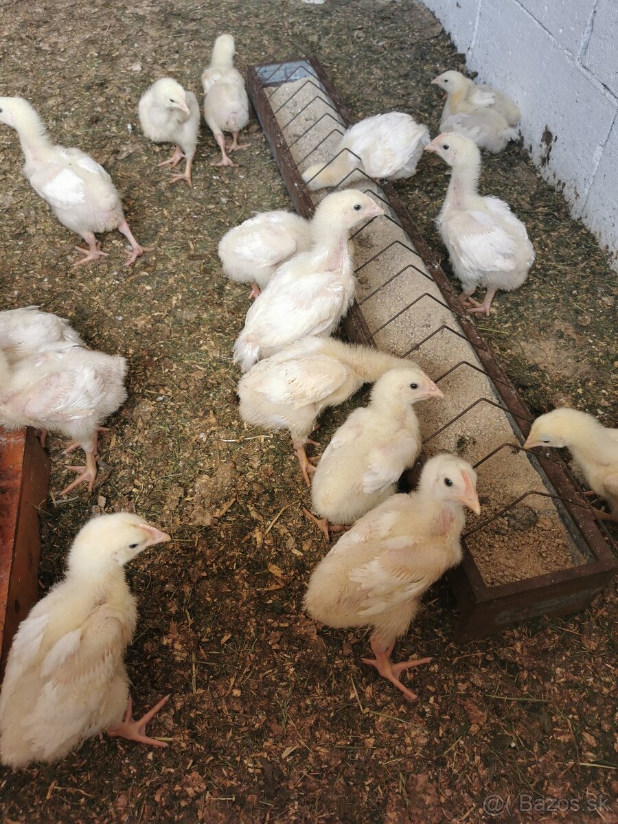 Predám 3 týždňové brojlerové kurence