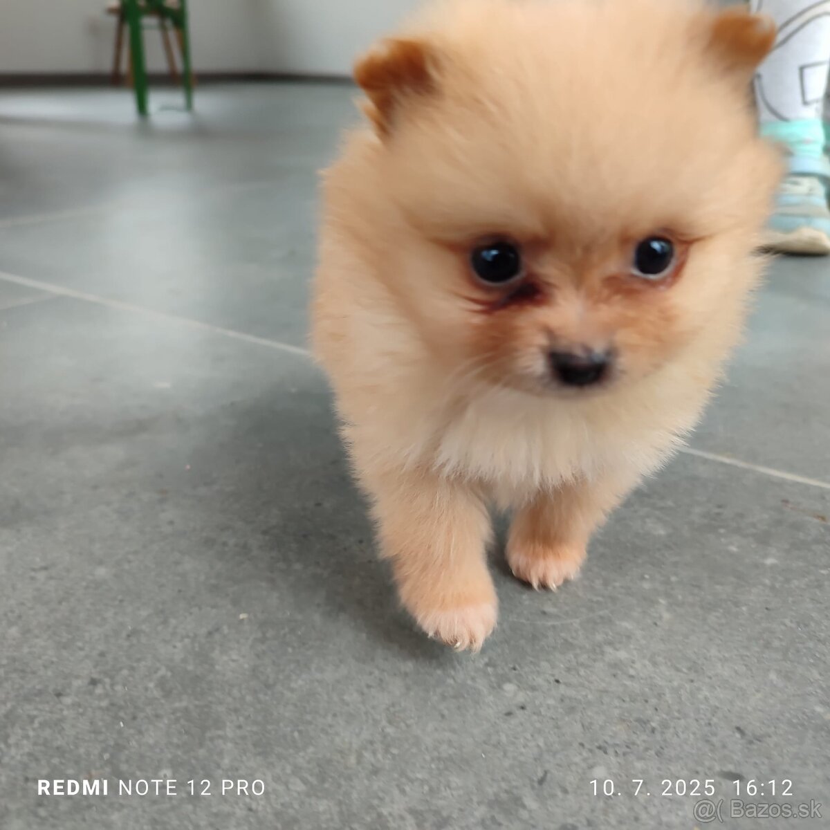 Nemecký trpaslicí špic typ pomeranian