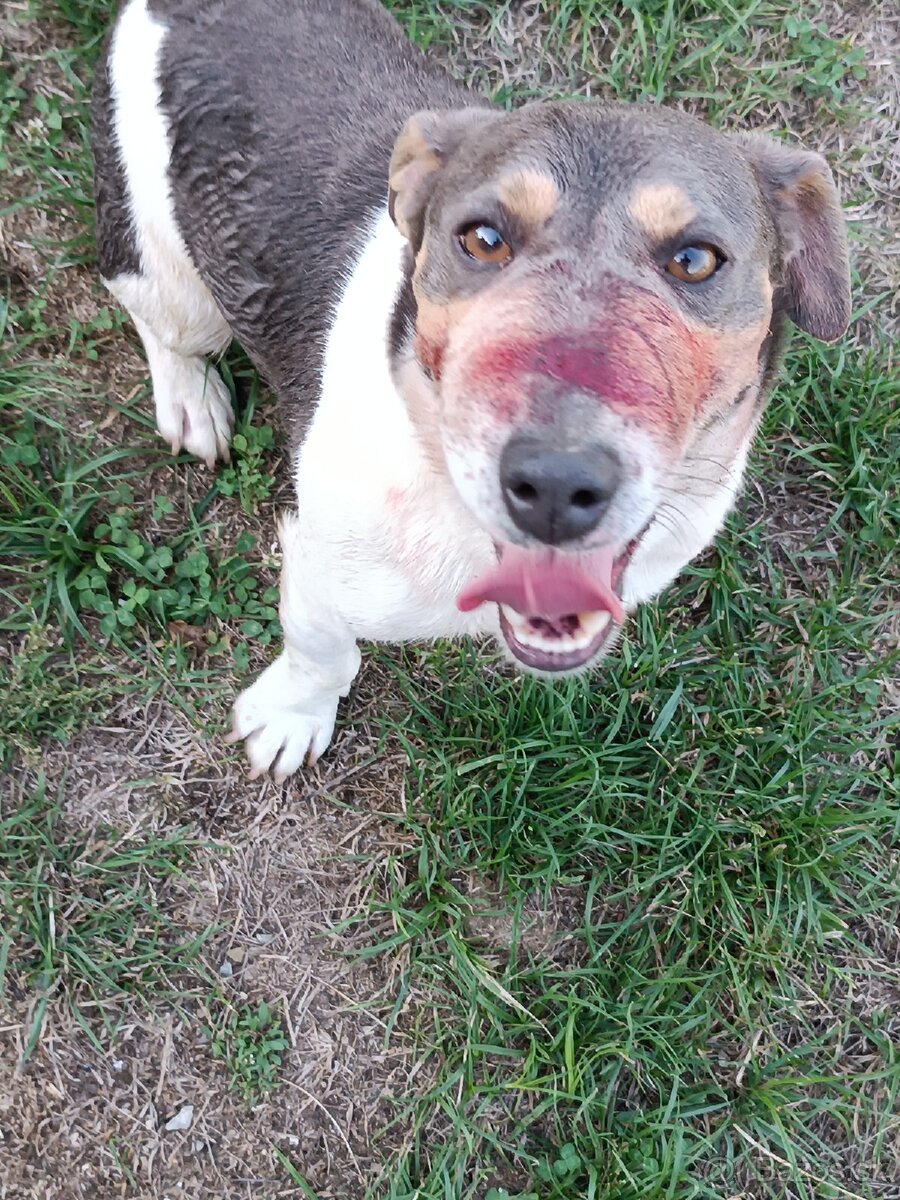 Jack Russell teriér