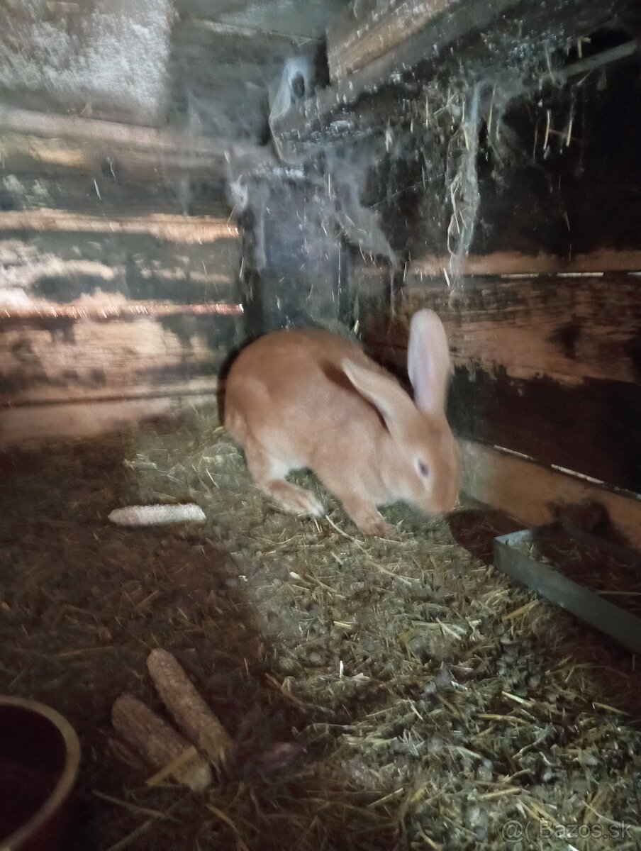 Predám burgundske kraliky
