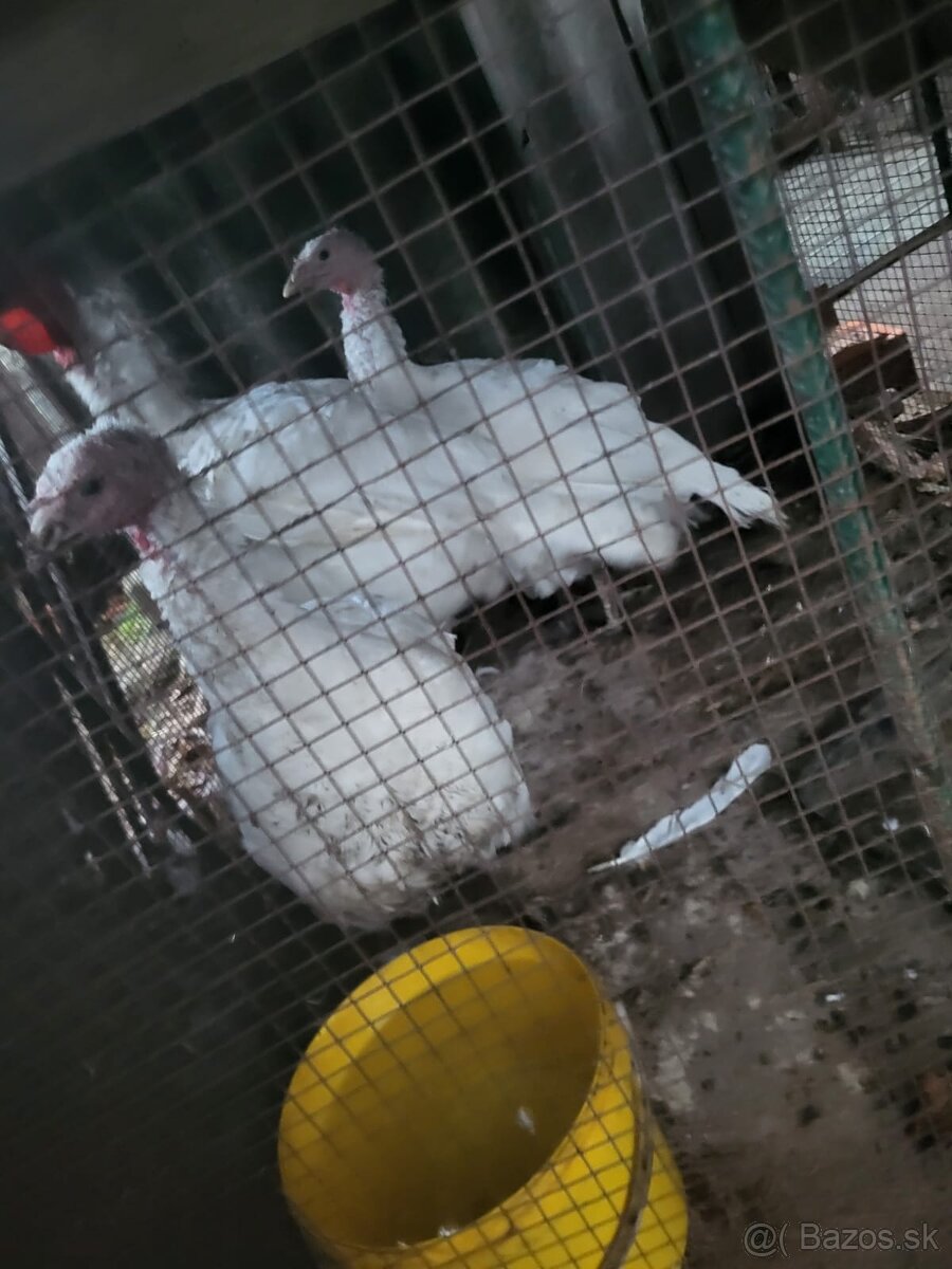 Predám morky a Huse Domace