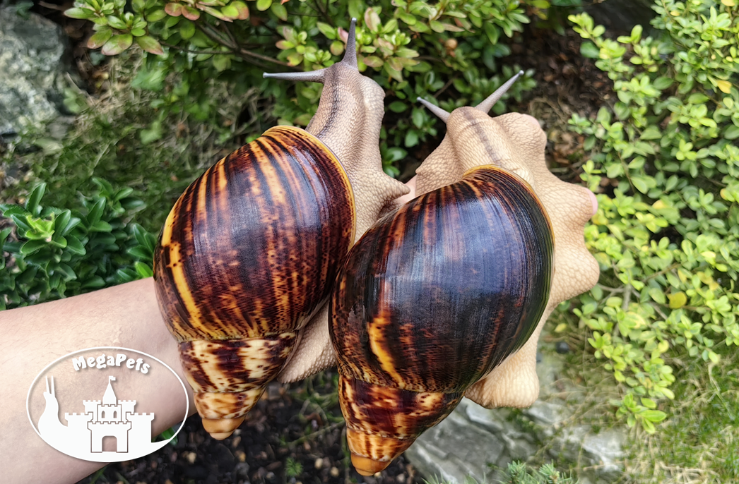 Africké slimáky Archachatina marginata ovum XXL / terárium