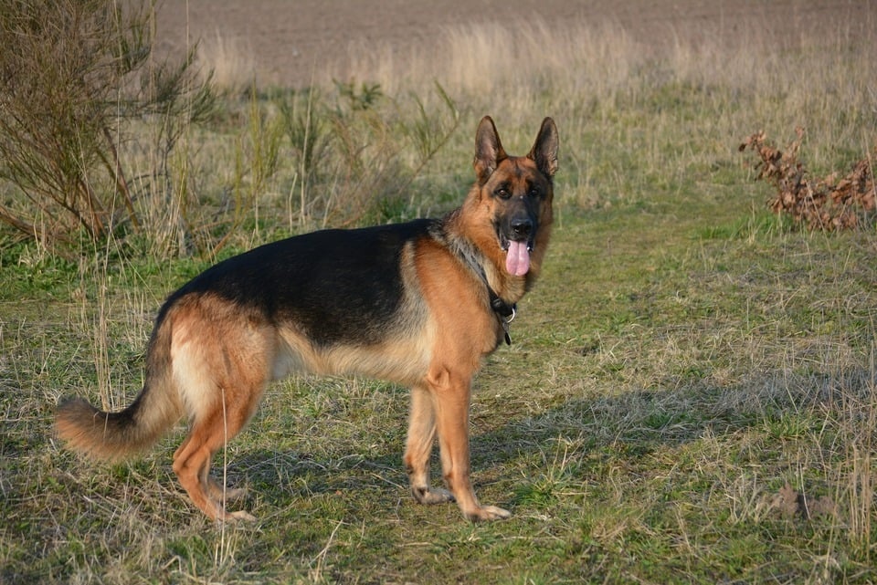 Nemecký ovčiak