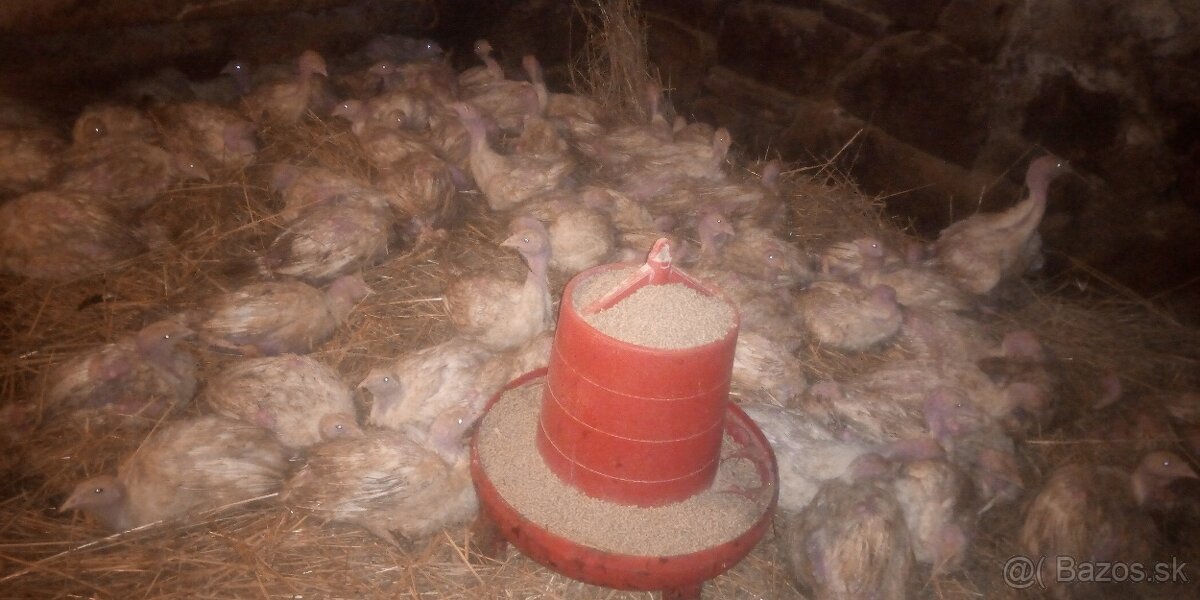 Predám 8 tyždňové morky mäsove plemeno big 6