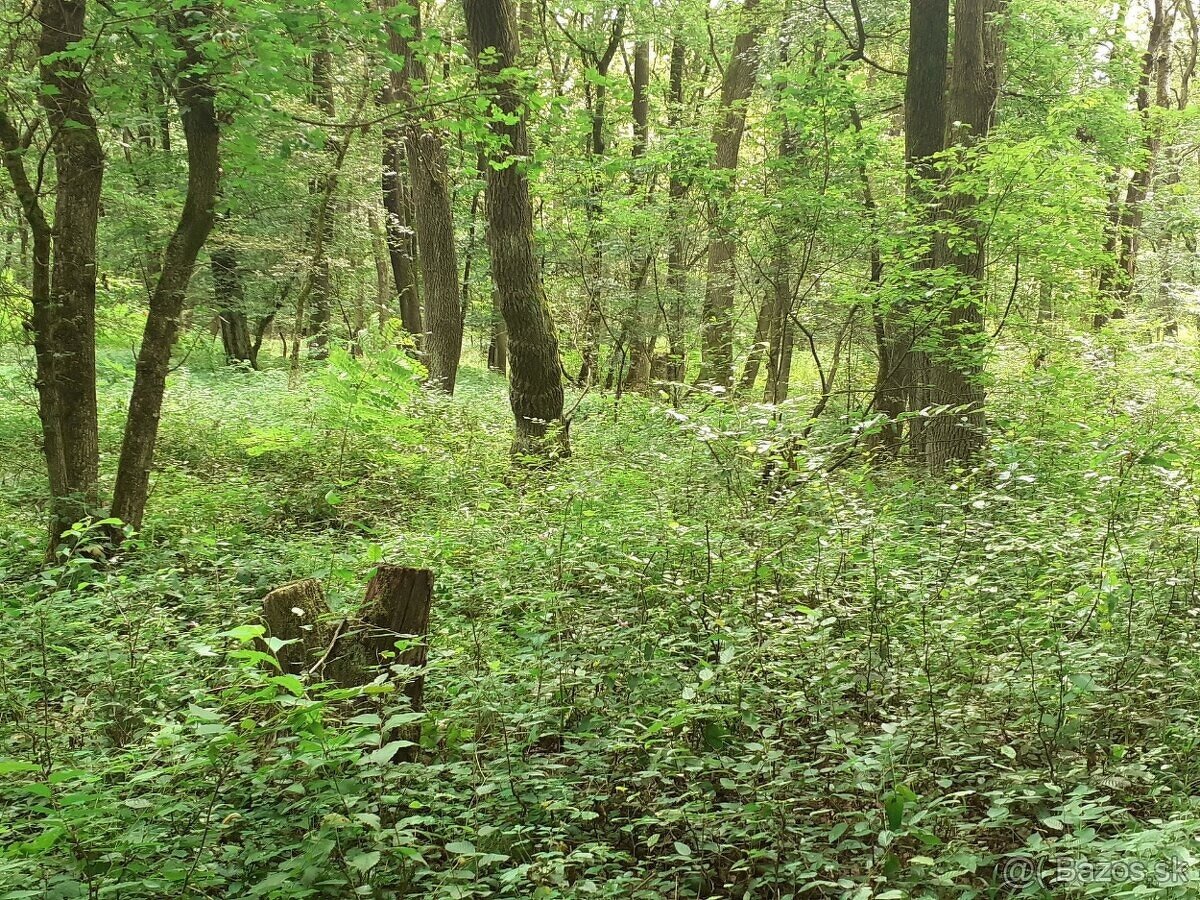 Čičarovce - 4.700 m2 LESNÉ POZEMKY