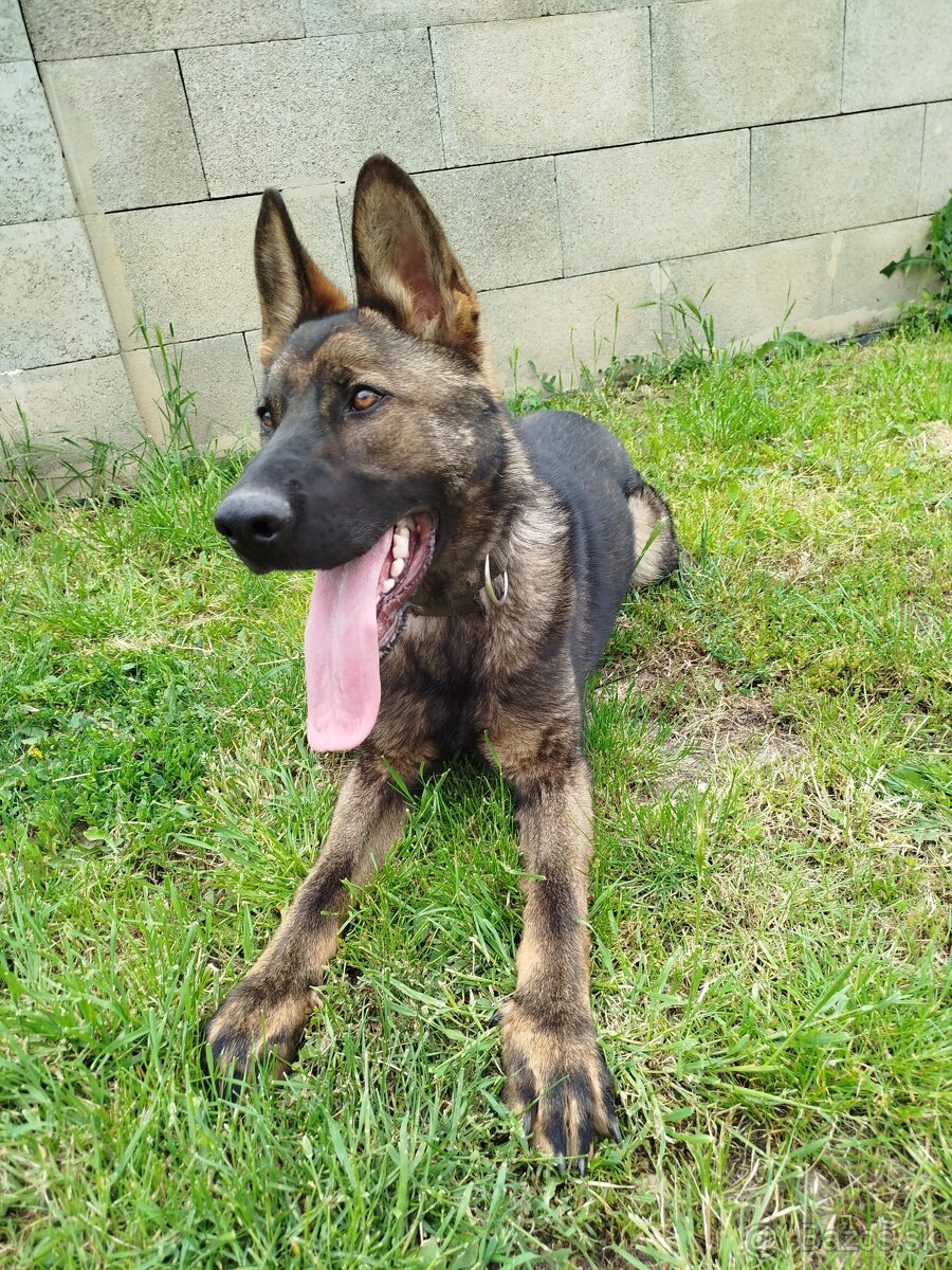 Nemecký ovčiak