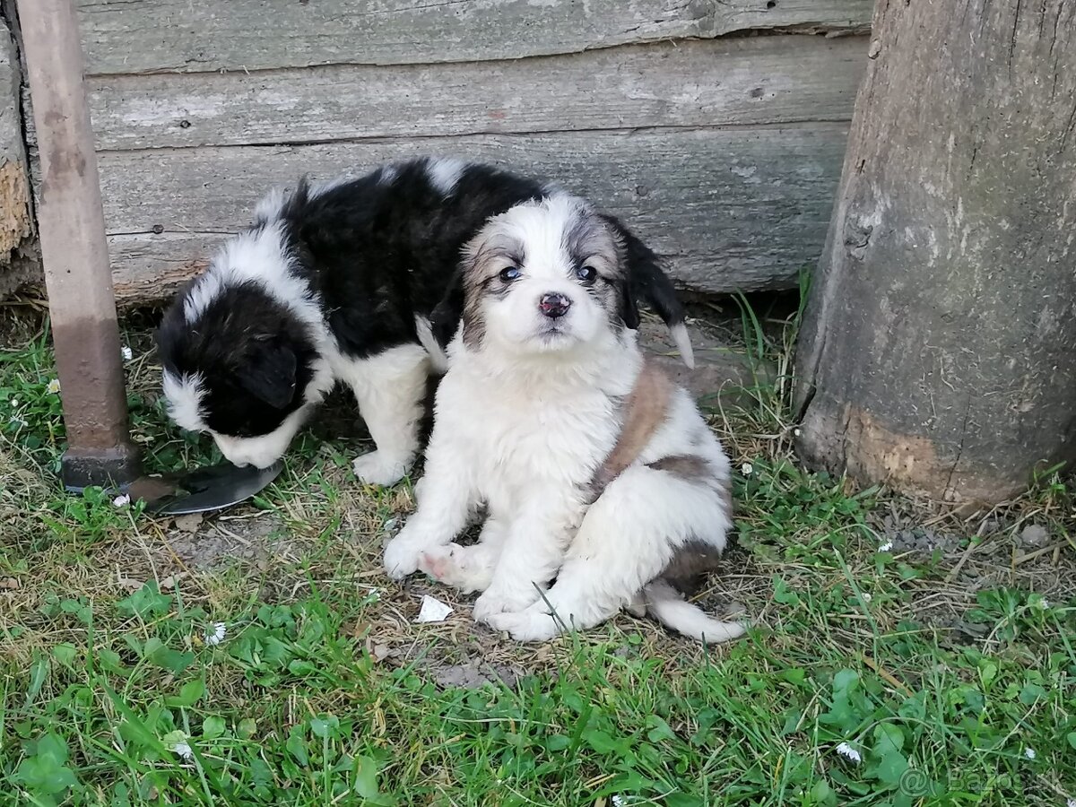 Predám kríženec Bernardín a Slovenský čuvač