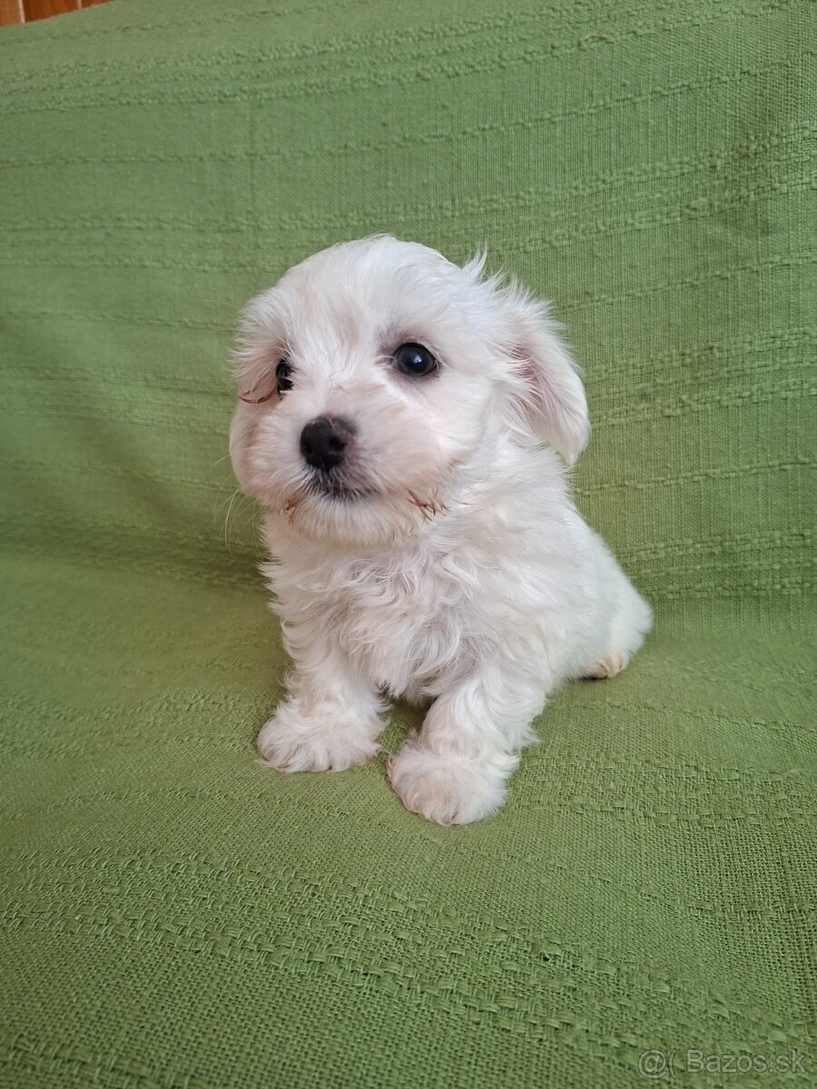 Maltez maltezak