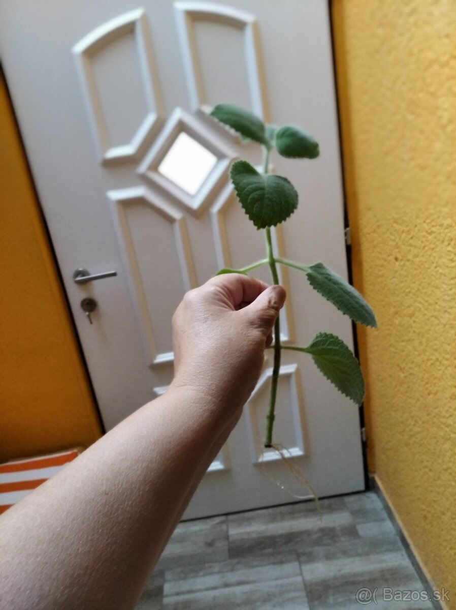 Rýmovník/ nádchovník