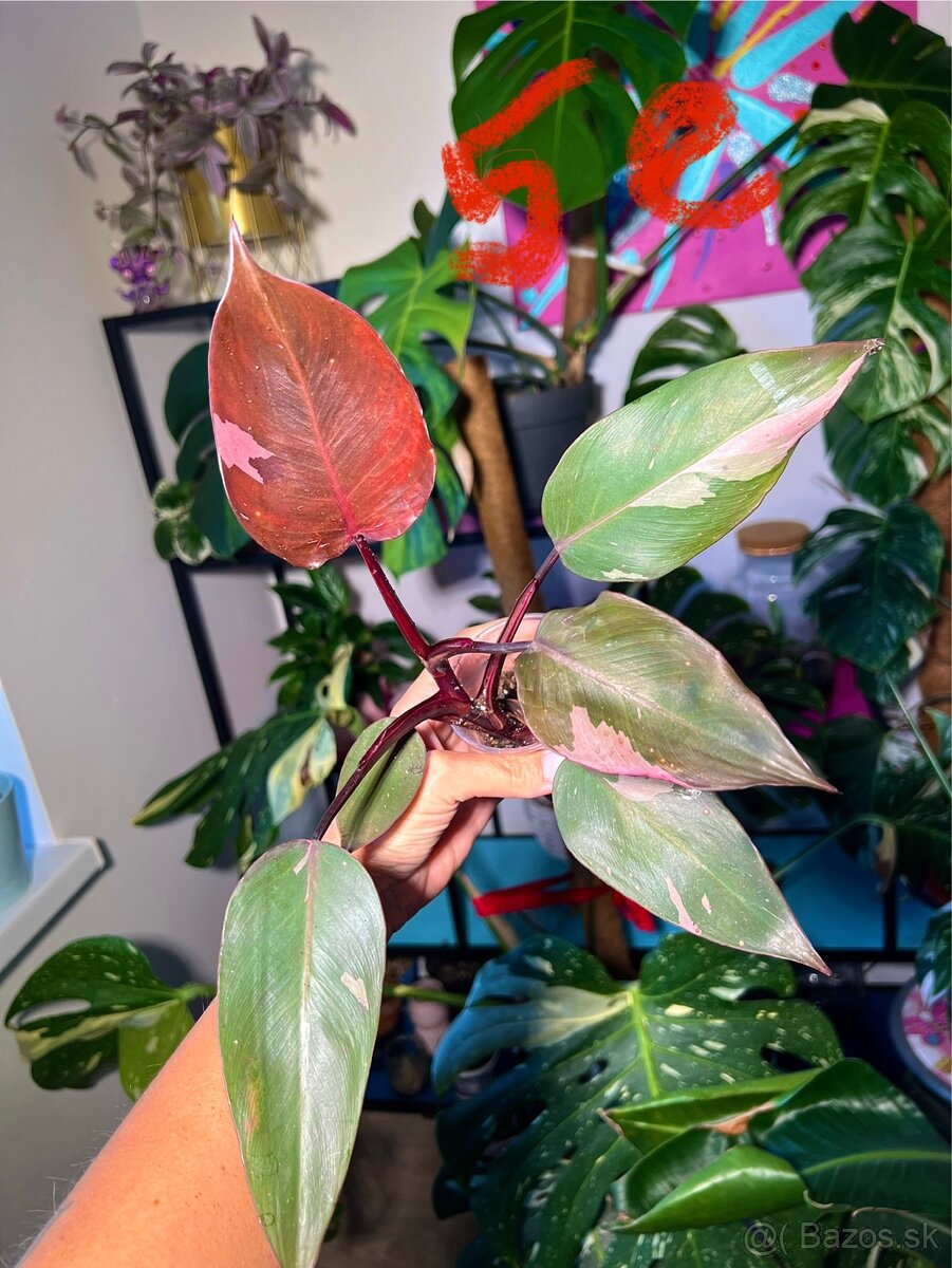 Rastliny Philodendron Pink Princess