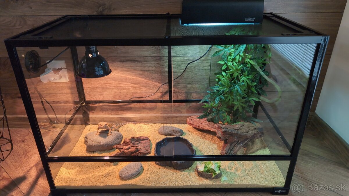 Predám Agamu Bradatú