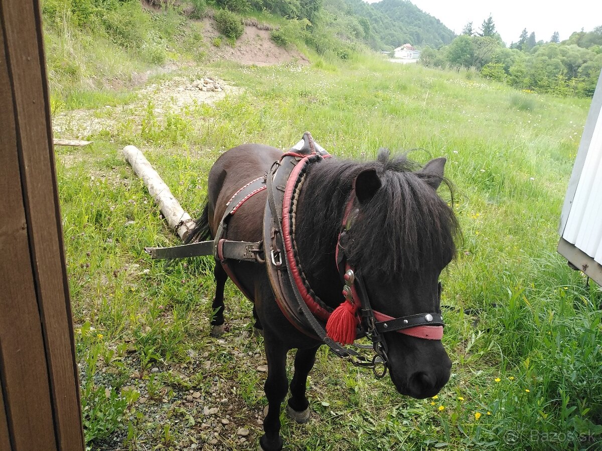Ponik