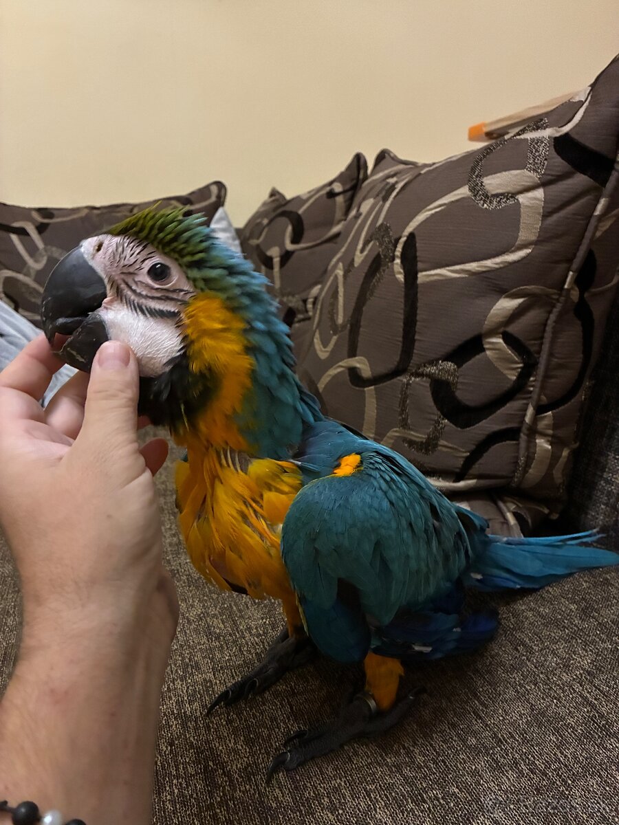 Ara ararauna