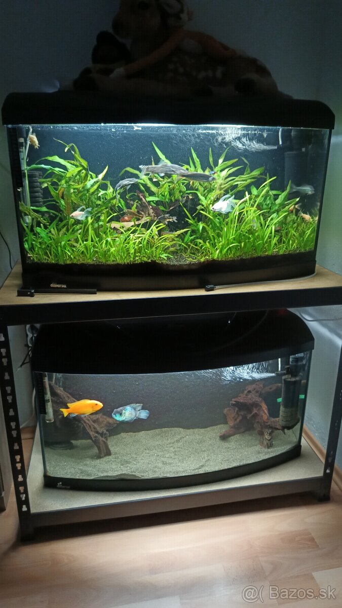 dve akvária s rybami, kompletne zostavené