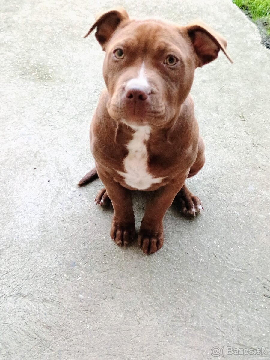 Americký pitbullterier