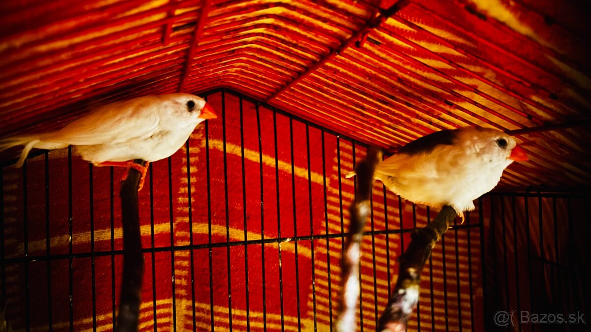 Zebricky austrálske