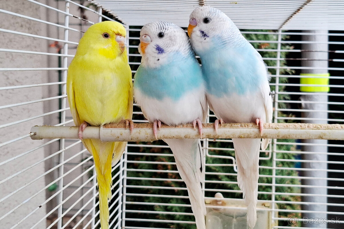 Ponukam na predaj mlade andulky.5e za jednu