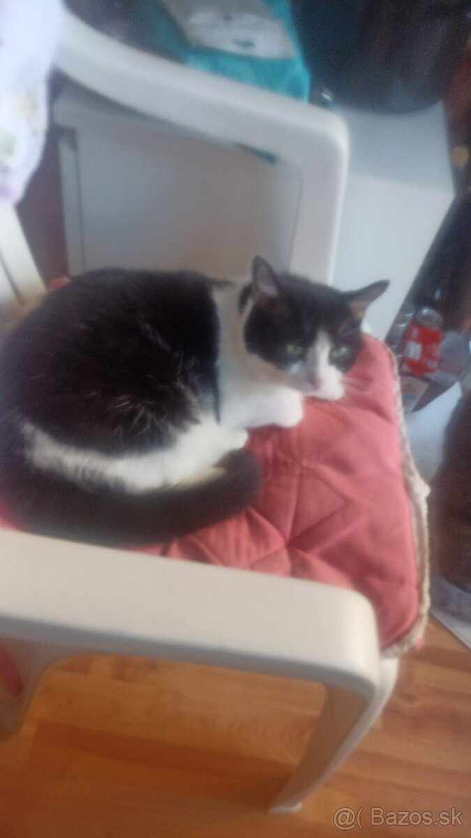 Felicita na adopciu