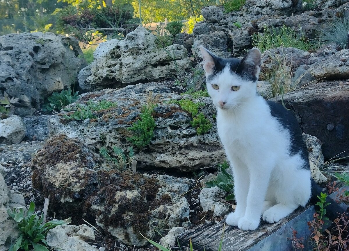 Darujem mačiatko