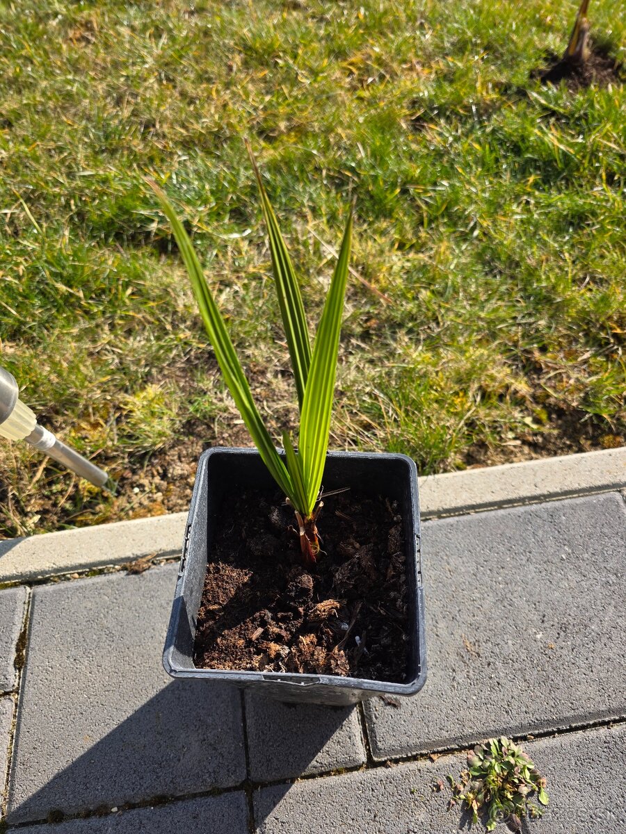 Palma jubaea Chilensis