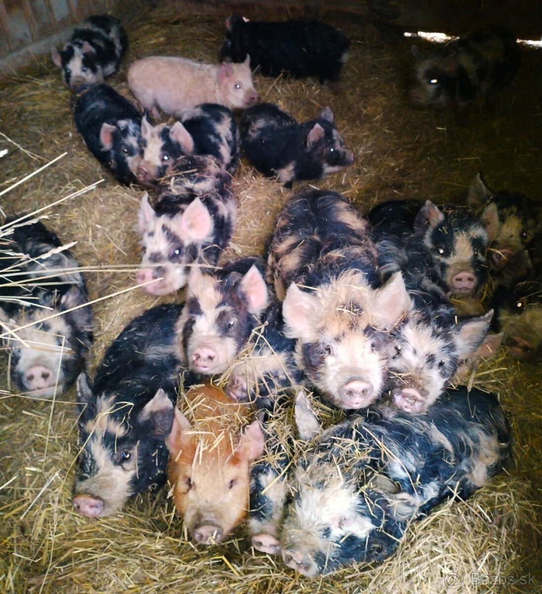 Kune kune