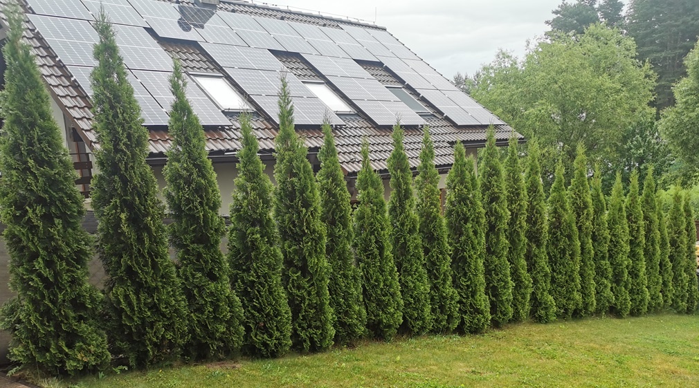 Tuja smaragd výška 300 cm - 10 ks