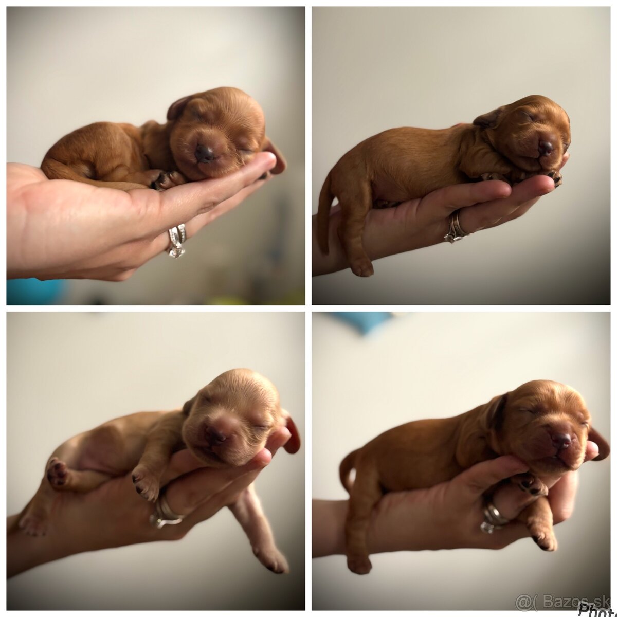 Steniatka anglicky kokerspaniel zlaty