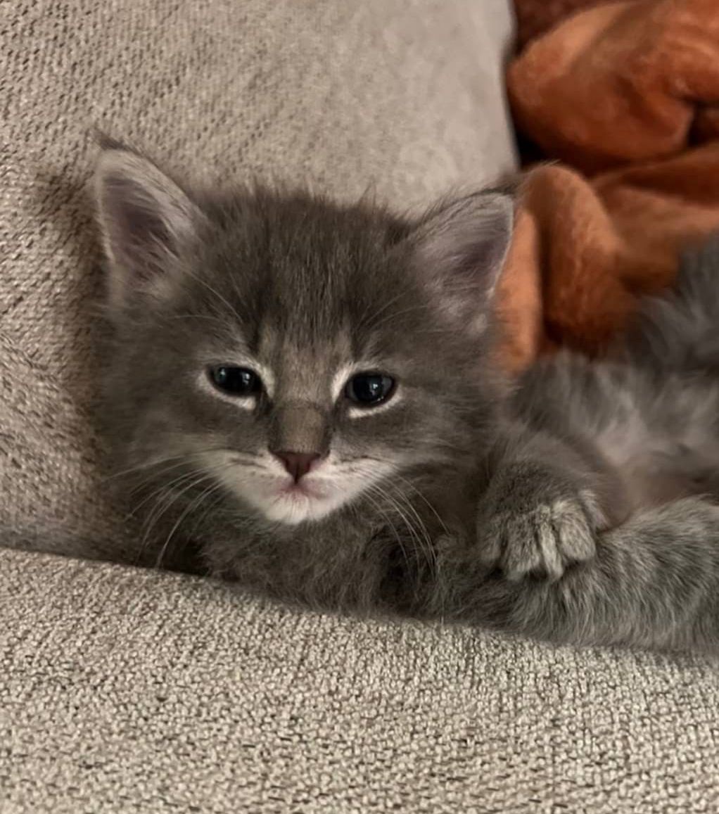Ragdoll mačiatka