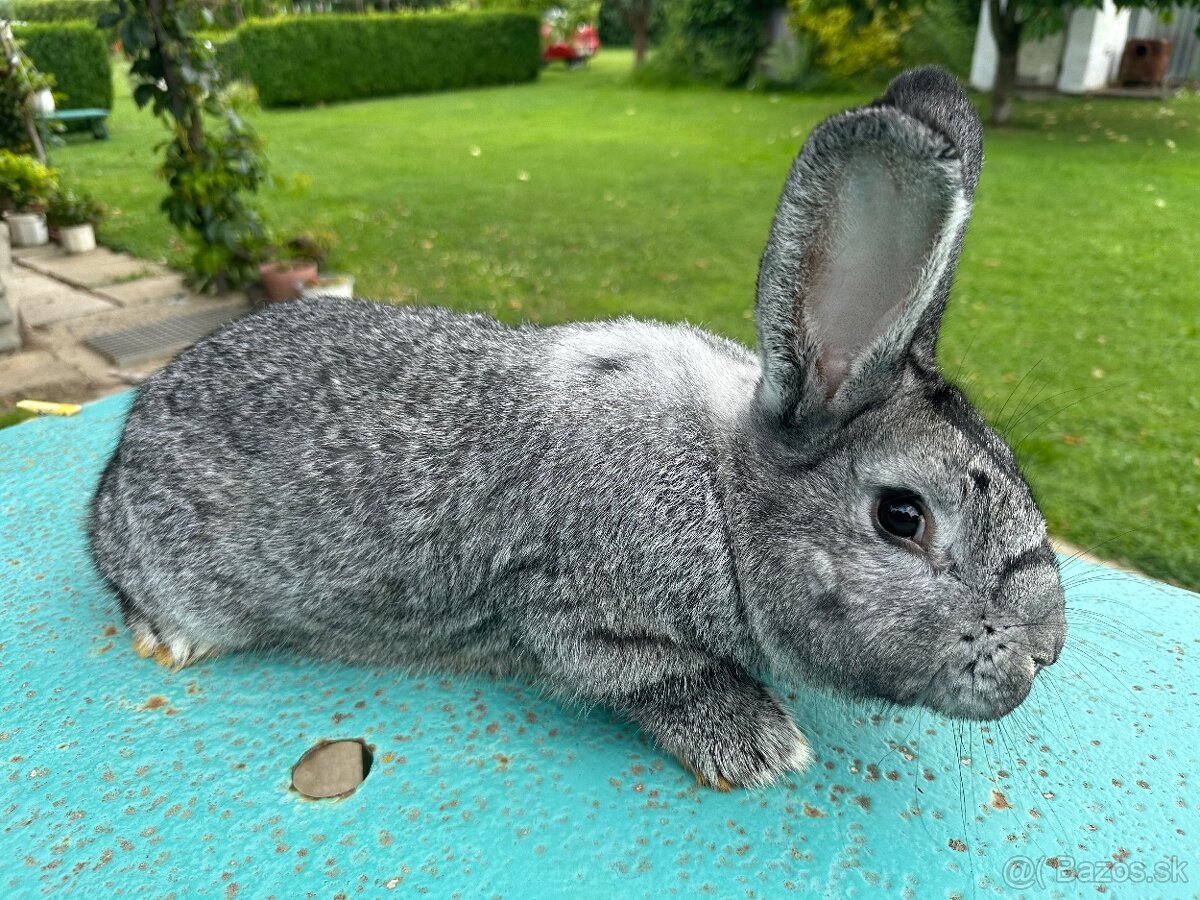 Cincila velka