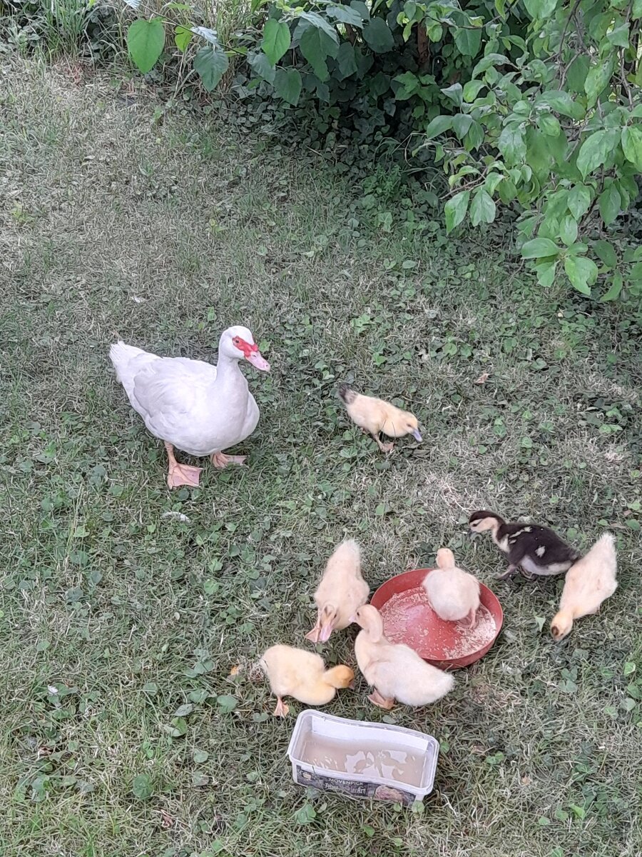 Predam činske kačicky
