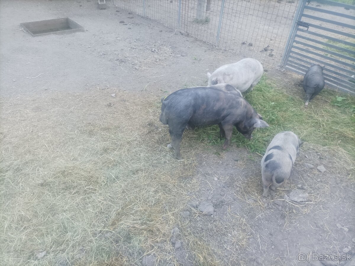 Predám kančeka