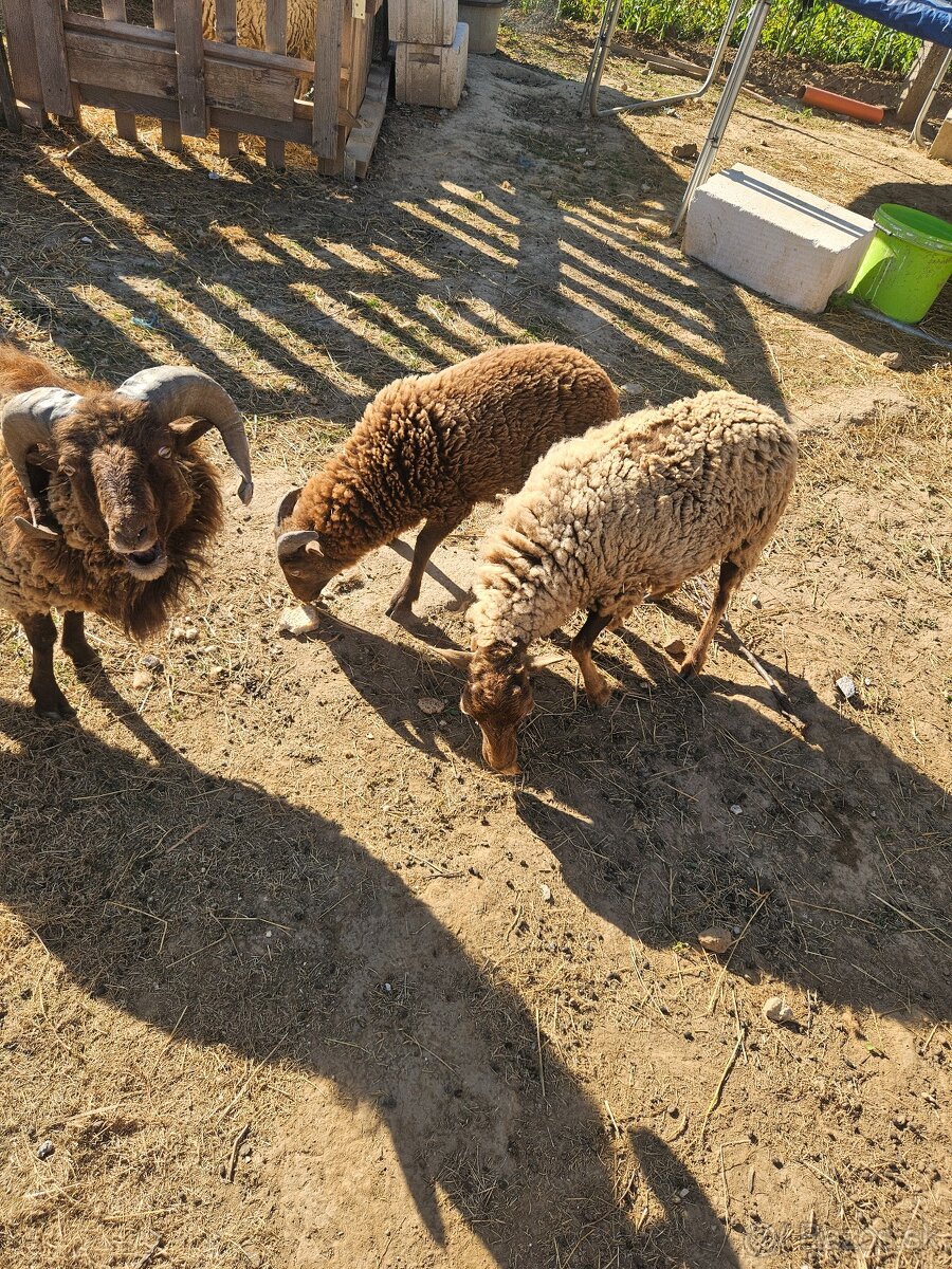 Qesandske mini ovečky
