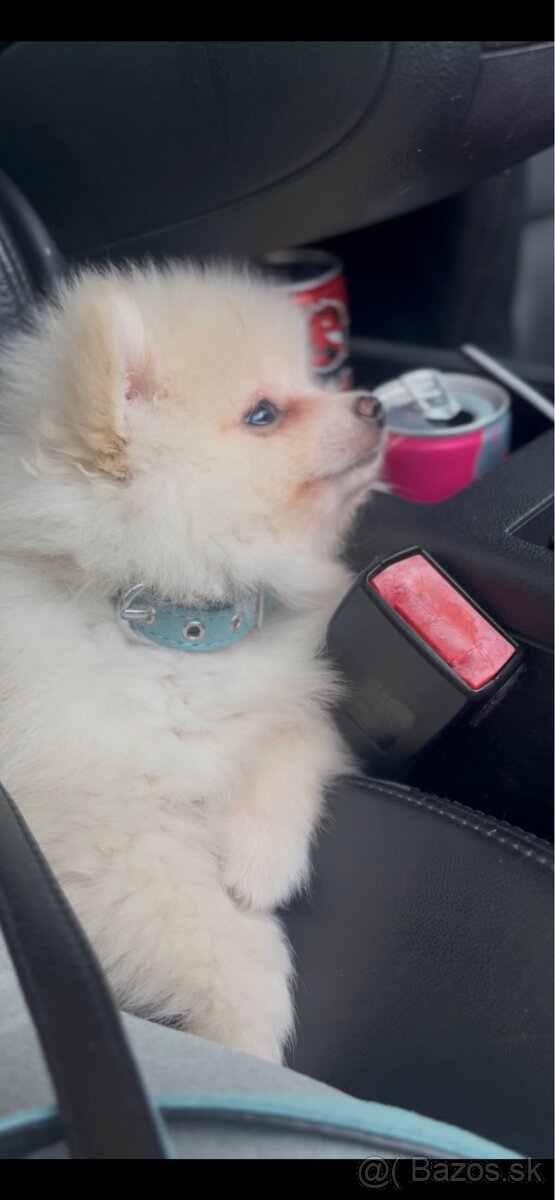 Čistokrvného mini pomeraniana