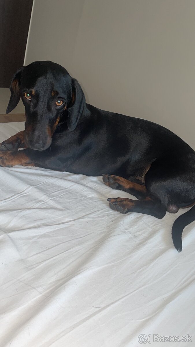 Ponúkame nádherného jazvečíka na krytie